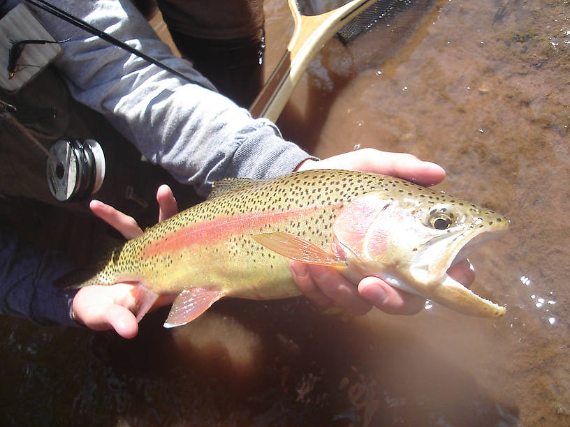 The most beautiful resident rainbow that I have ever witnessed.