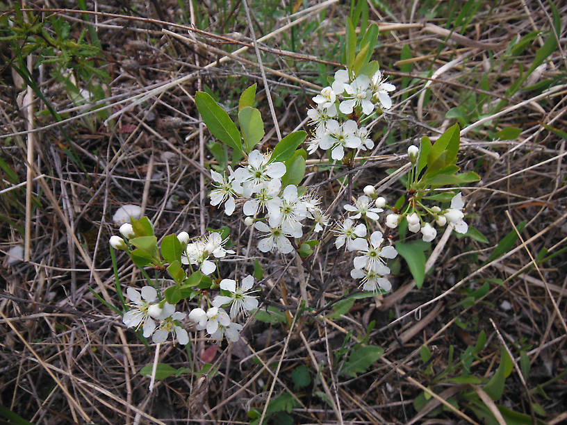 Sand cherry (Prunus pumila)