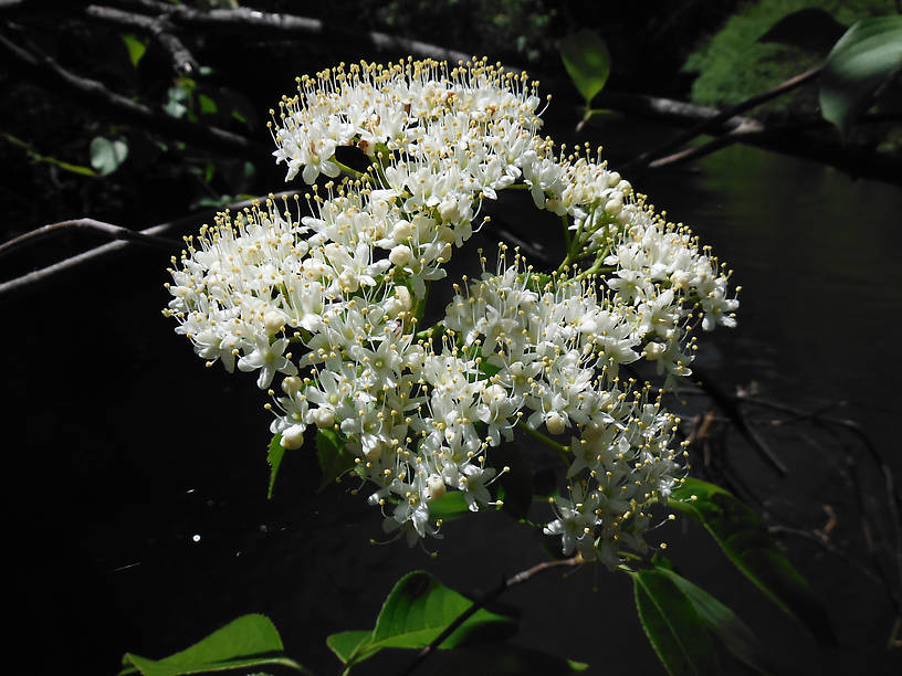 Nannyberry (Viburnum lentago) blooming on the bank