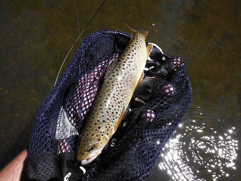 Only fish of the day, on a #12 Red Quill