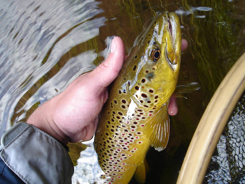 I caught this 16" brown twice last summer.