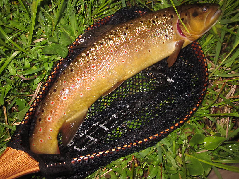 Spence's 18" N Branch Brown caught on a Tim Neal Drake...Thanks Tim!!! :)