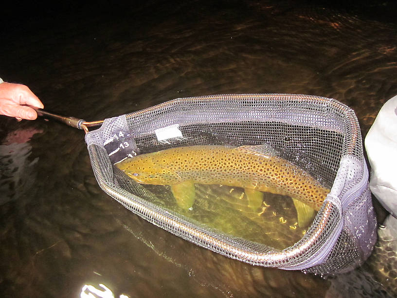 23" South Branch Au Sable Brown...Way to go John!