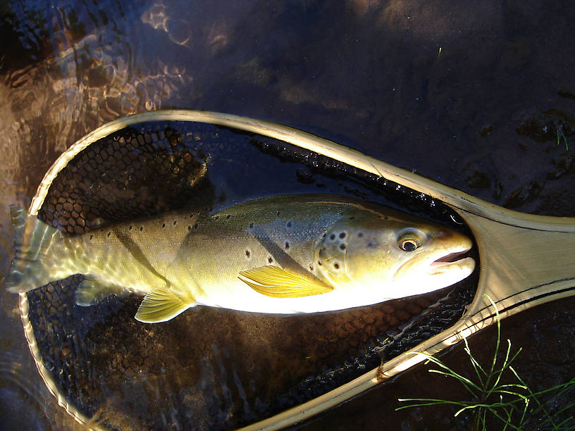 This brown had not a single red spot on it.  I've never seen another like it in the stream I was fishing