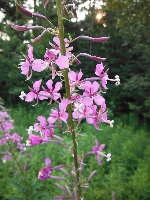 Fireweed (Epilobium angustifolium)