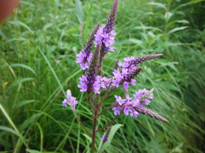 Blue vervain (Verbena hastata)