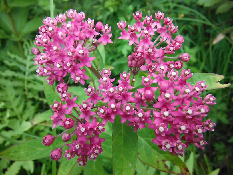 Swamp milkweed (Asclepias incarnata)