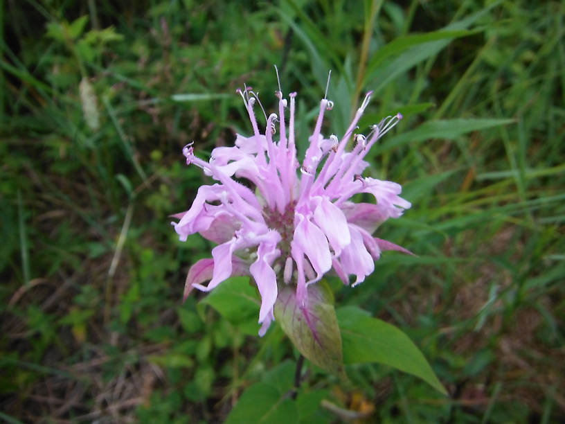 Bee-balm or wild bergamot (Monarda fistulosa)