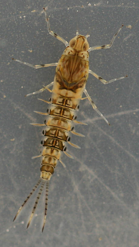 Immature female nymph. Collected March 29,2014.