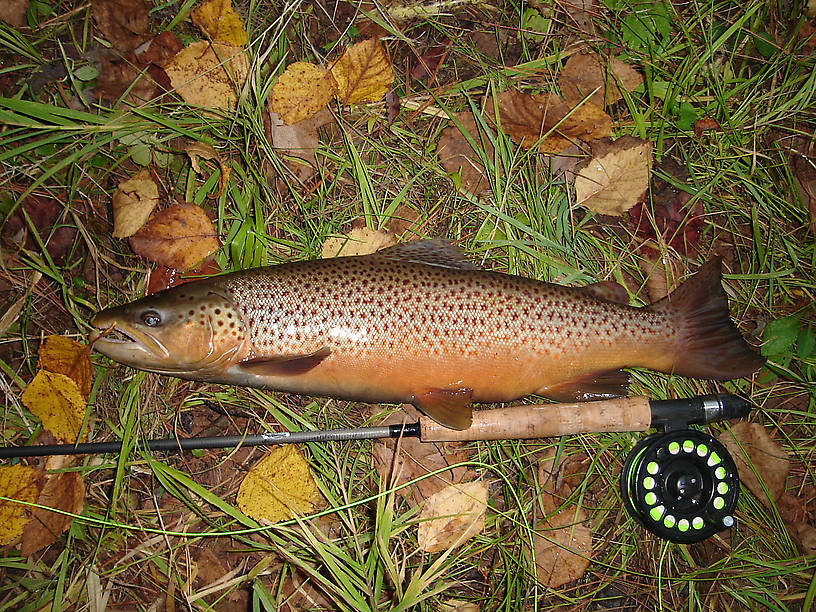 My first lake run brown.