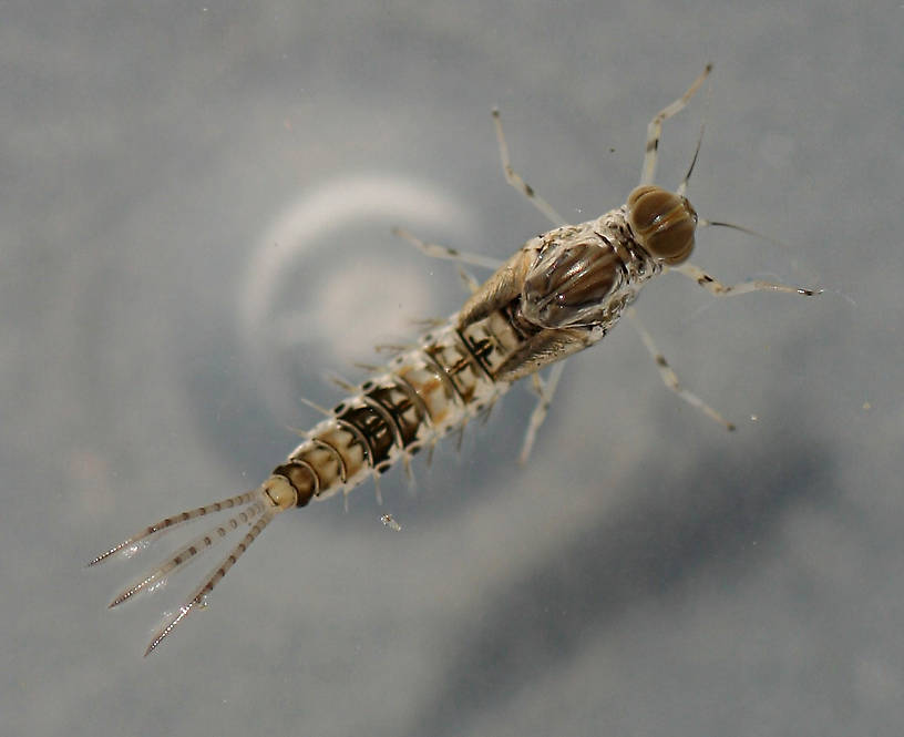 Male nymph beginning to molt. Collected April 6, 2014.