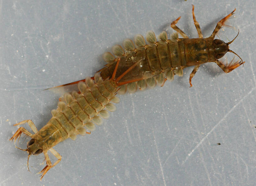 Nymph shown in photo above and earlier instar. Collected July 27, 2014. Smaller nymph 10 mm (excluding cerci).