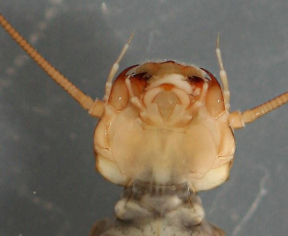 Isoperla marmorata. In alcohol. Ventral view of head.