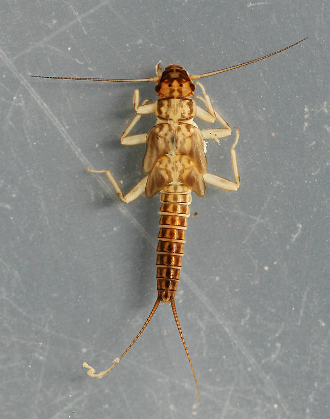 Isoperla mormona. In alcohol. 7 mm (excluding cerci).