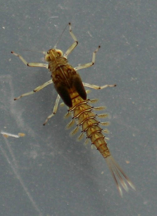 Female. Live specimen.