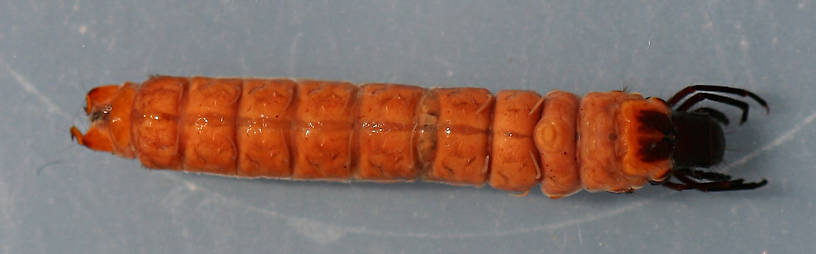 Collected September 19, 2010. Mature larva. 21 mm. In alcohol.