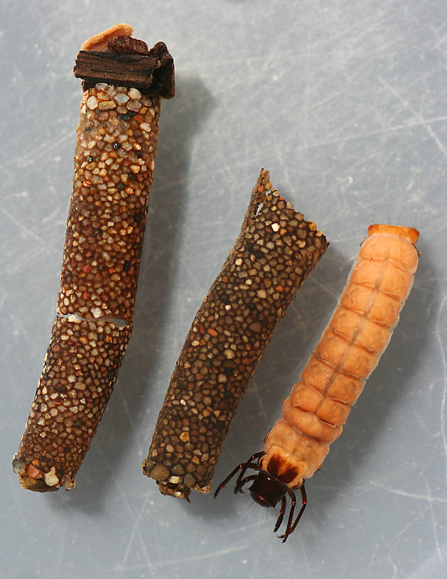 Nerophilus californicus cases used by Heteroplectron californicum larvae. Heteroplectron larva in photo was using the case on it's left.