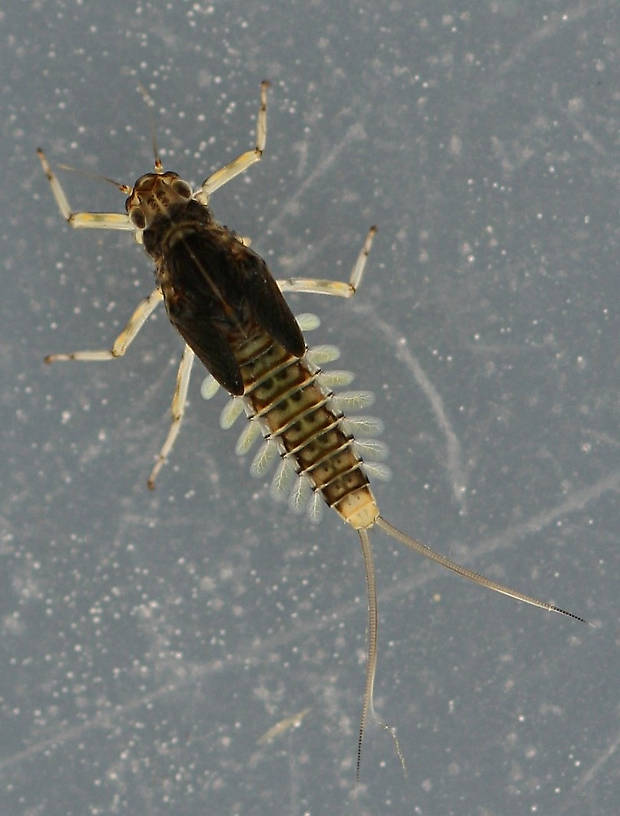 March 28, 2014. Mature female nymph. Live specimen. 7 mm (excluding cerci).