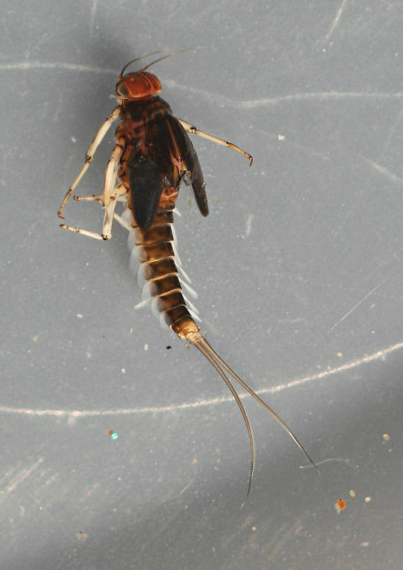 February 15, 2014. Mature male nymph. 7 mm (excluding cerci). In alcohol.