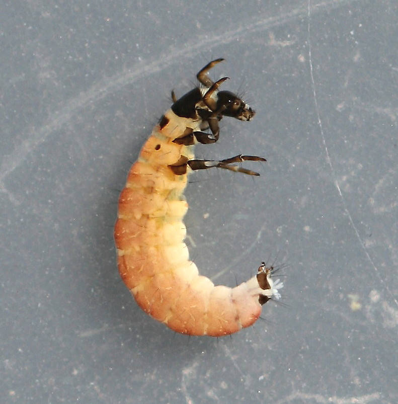 Agapetus larva. 5 mm. In alcohol. Collected March 29, 2013.