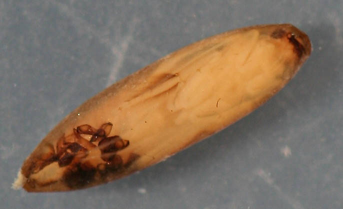 Immature pupa in cocoon. 6 mm. In alcohol. Collected March 29, 2013.