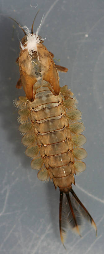 Larval exuvia