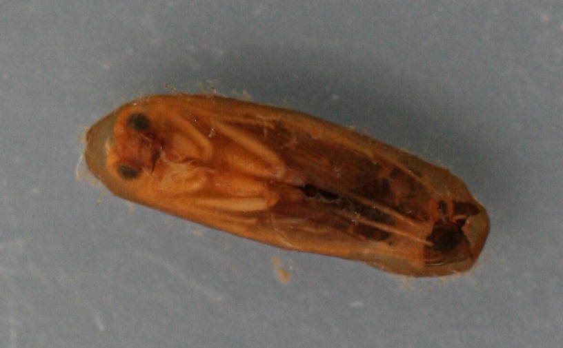 Mature pupa in cocoon. 6 mm. Collected May 15, 2009. In alcohol.