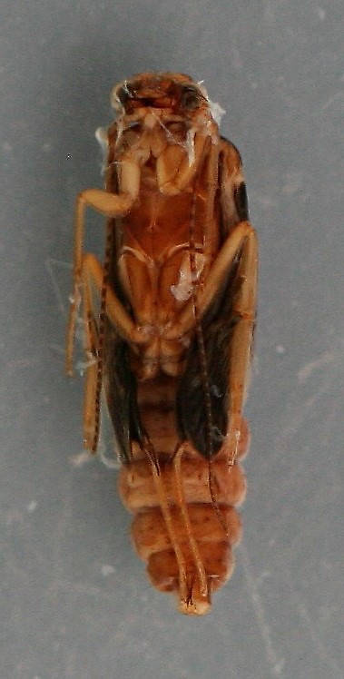 Mature pupa. 6 mm. Collected May 15, 2009. In alcohol.