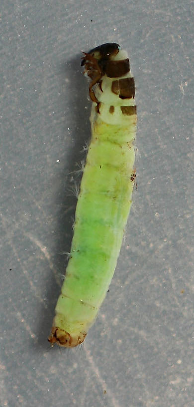 Marilia flexuosa prepupa. 8 mm. Collected April 19, 2014. In alcohol.