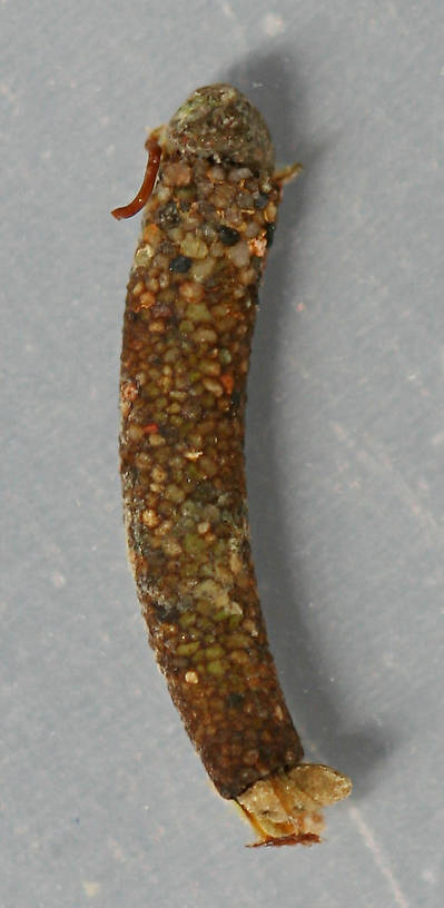 Marilia flexuosa prepupal case. 10 mm. Collected April 19, 2014. In alcohol.