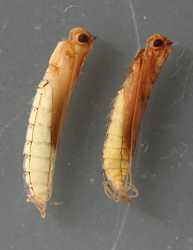 Marilia flexuosa immature pupae. 7 mm. In alcohol.