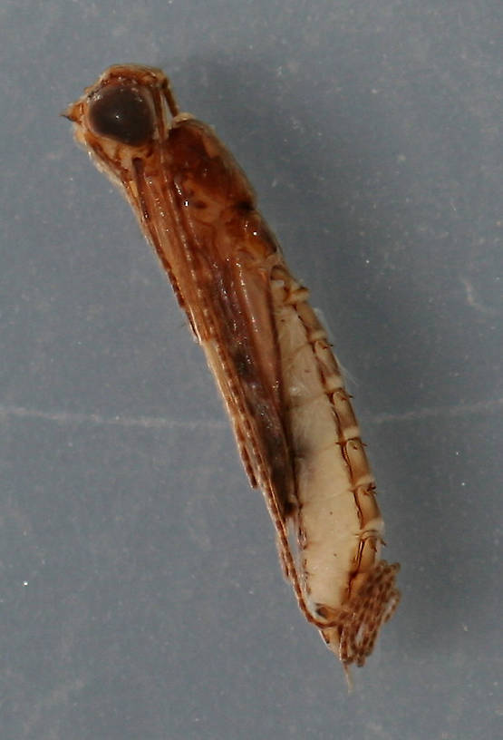 Marilia flexuosa pupa. 7 mm. Collected June 15, 2013. In alcohol.