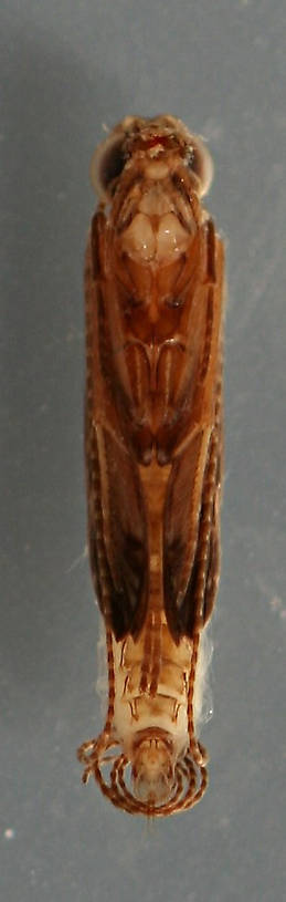 Marilia flexuosa pupa. 7 mm. Collected June 15, 2013. In alcohol.