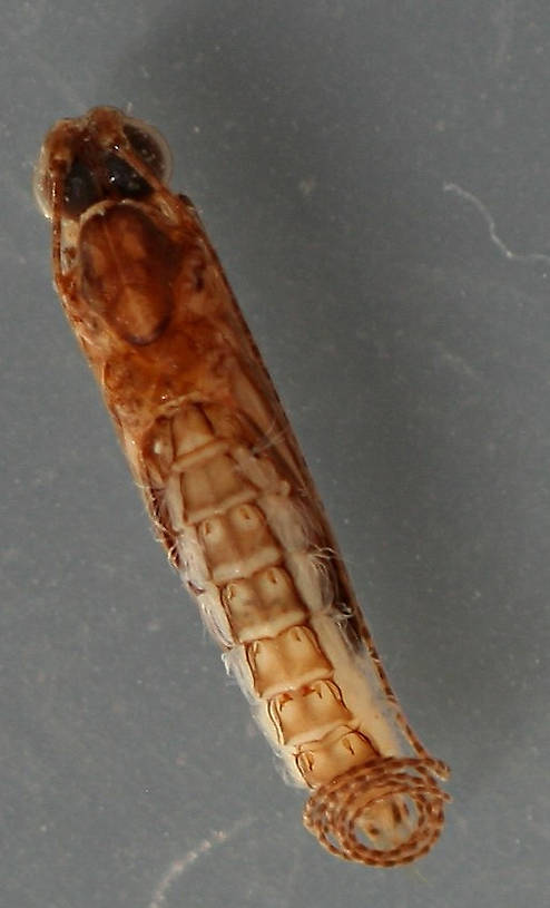 Marilia flexuosa pupa. 7 mm. Collected June 15, 2013. In alcohol.