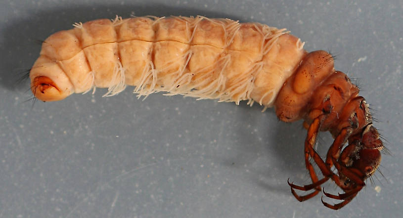 Mature larva. 22 mm. In alcohol.