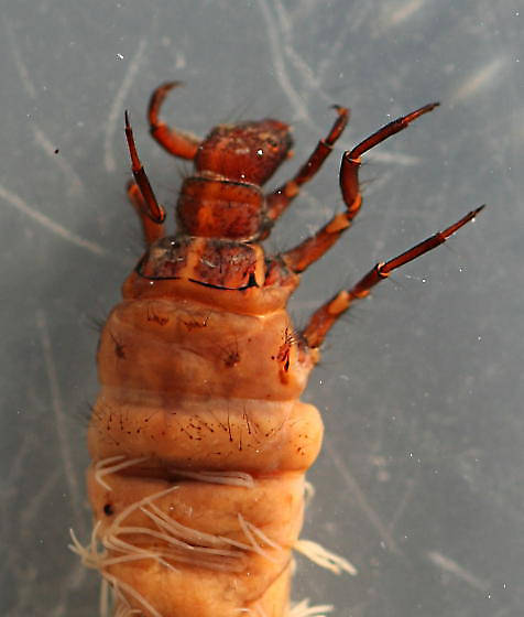 Mature larva. 22 mm. In alcohol.