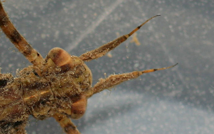 Live specimen. Closeup of head. April 9, 2014.