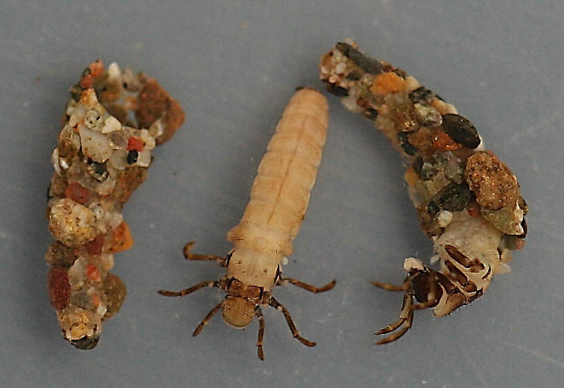 Mid-instar larvae. Collected May 6, 2007. Larvae 6 mm. Cases 6 mm.