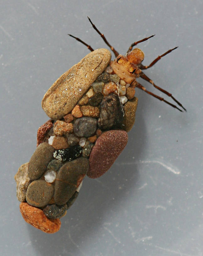 Mature larva. Collected June 13, 2007. Larva 10 mm. Case 12 mm.