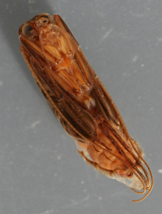 Mature pupa. 11 mm. Collected August 25, 2007.