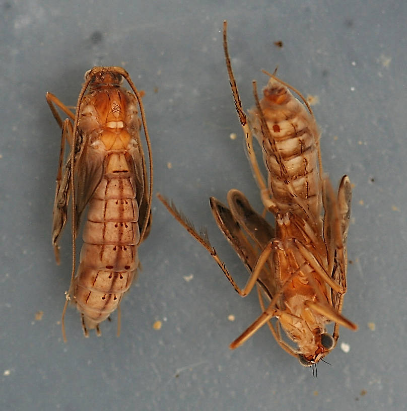 Mature pupae. 11 mm. Collected August 25, 2007.