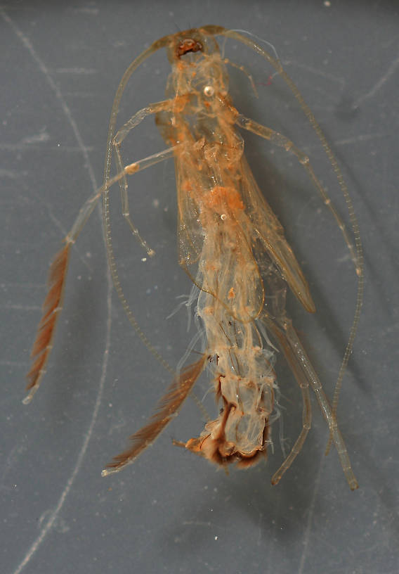 Pupa exuvia. Approximately 10 mm. Collected August 28, 2007.