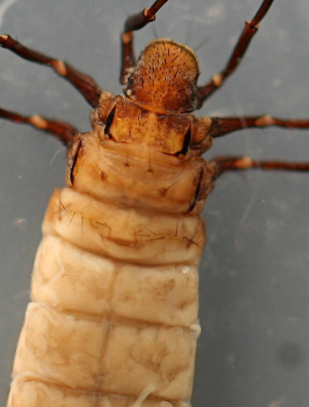 Closeup of thoracic area.