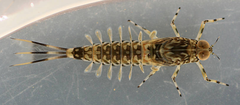 Ameletus sp