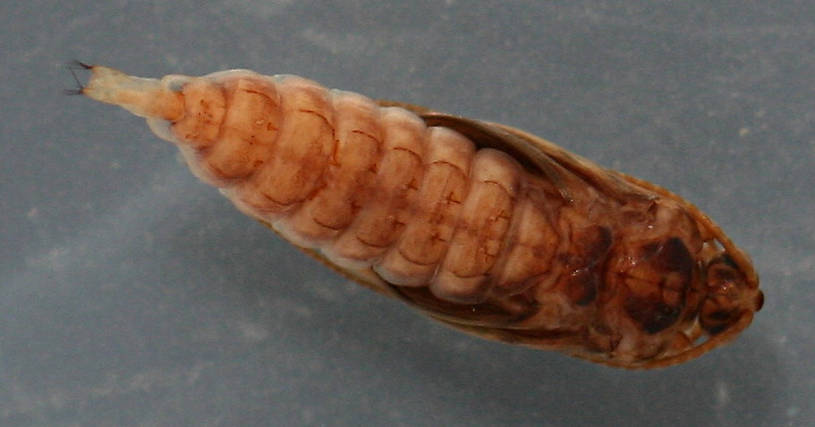 Dorsal view of pupa. 10mm.