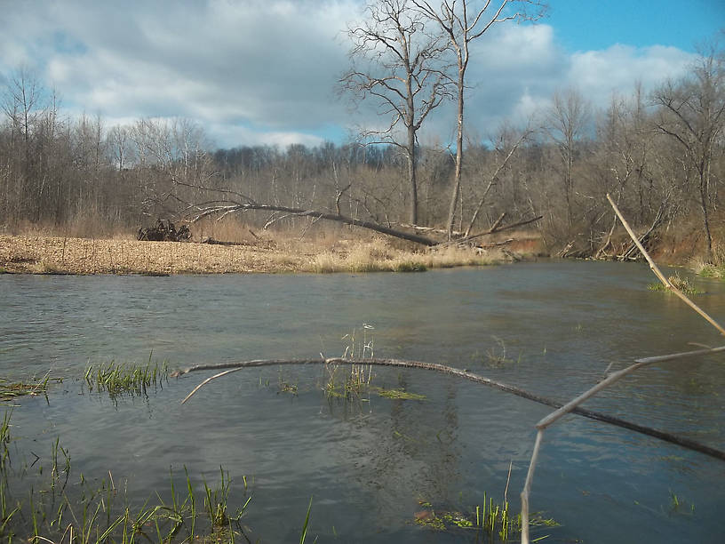 The stream was looking less like a little spring-creek today, and more like a river. 