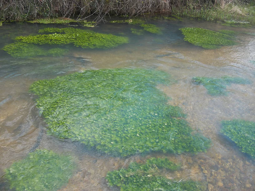 The spring branch that makes this particular creek a trout stream. 