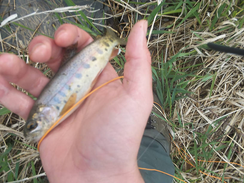 A baby wild rainbow. Sorry for the low quality pic, but I was more focused on getting him back in the water than anything else. 