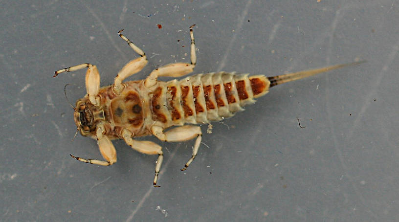 Showing sternites. Coloration common to all specimens.