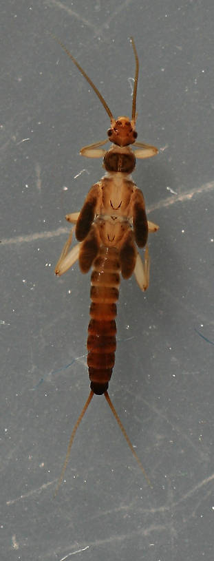 Female. 6 mm.